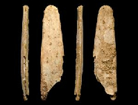 <p>A bone tool known as a lissoir, possibly used to prepare animal skins. Image courtesy of the Abri Peyrony and Pech de l'Azé I Projects. (Click on image to view larger.)</p>